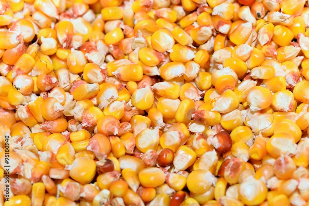 Corn graines from an organic farm Corn graines from an organic farm