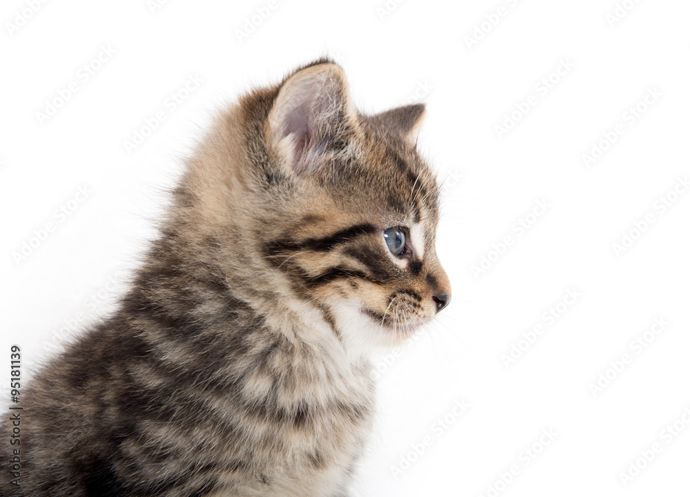 Cute tabby kitten crying on white Cute tabby kitten crying on white