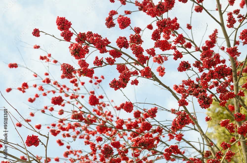 Clusters of a red rowan against the dark blue sky