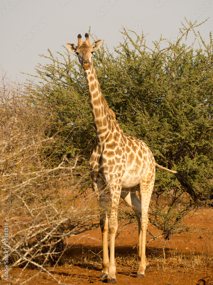 Obraz premium Giraffe in Kruger National Park