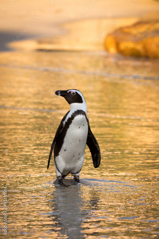 Fototapeta premium African penguin on the beach