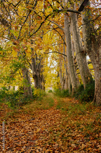 autumn landscape1 © llanosgil