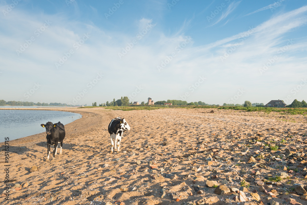 Fototapeta premium Cows on the sandy beach of a river