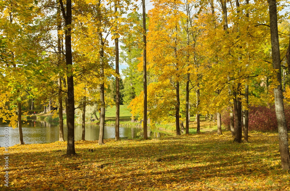 Autumn landscape  in the Alexander Park, Tsarskoye Selo, Saint-Petersburg, Russia
.
