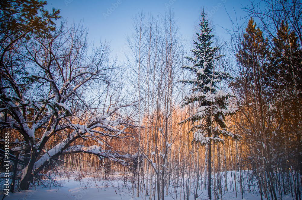 Sunset between the trees strains in winter forest Sunset between the trees strains in winter forest