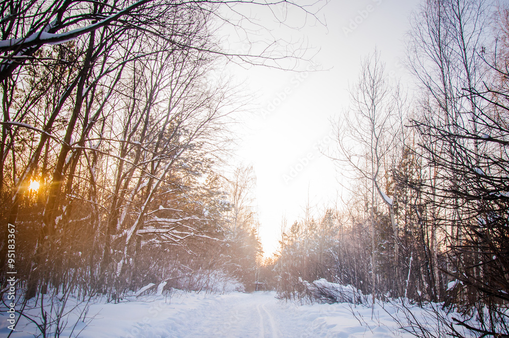 Sunset between the trees strains in winter forest Sunset between the trees strains in winter forest
