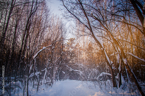 Sunset between the trees strains in winter forest
