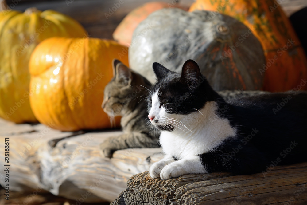 cats and pumpkins cats and pumpkins