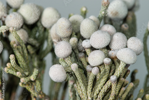 Fototapeta Naklejka Na Ścianę i Meble -  Closeup of brunia flower on a gray background