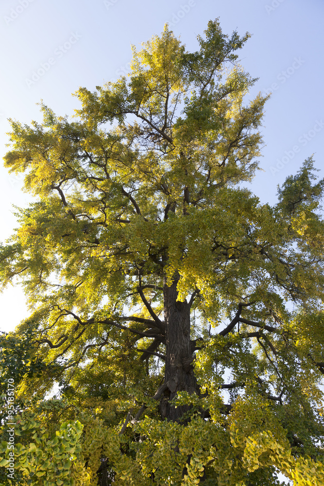 Obraz premium Ginkgo biloba tree