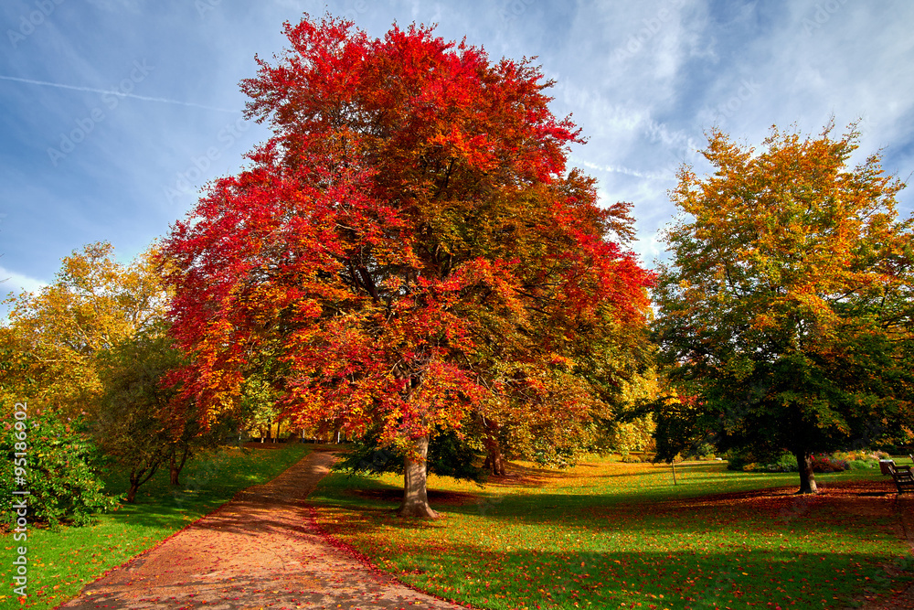 Naklejka premium Autumn in the Park