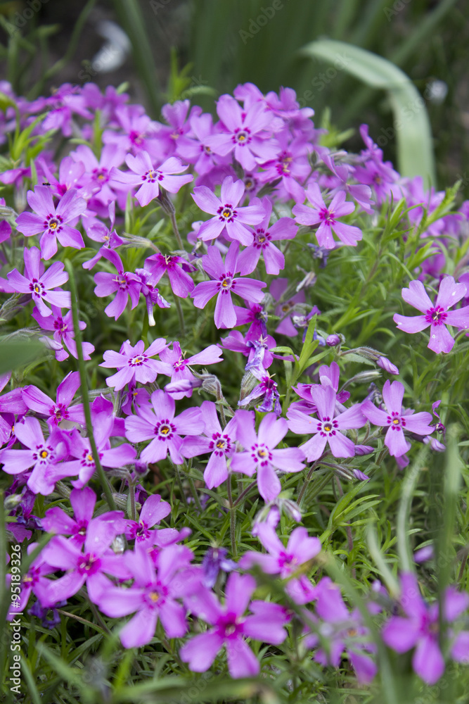 Obraz premium Flowers