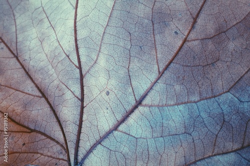 Autumn - a leaf © laboo