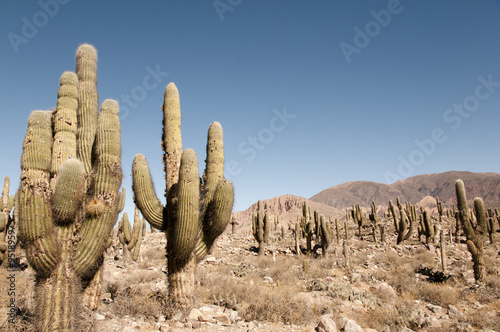 Cactii in Pucara de Tilcara - Jujuy - Argentina photo