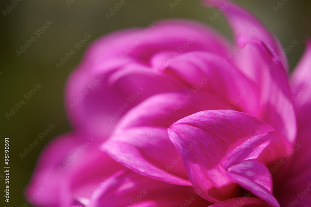 dhalia purple flower dhalia purple flower