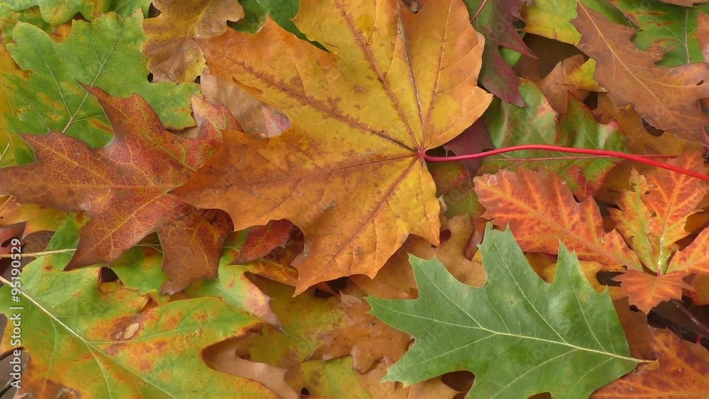 Yellow leaves falling from trees
Yellow leaves falling from trees
