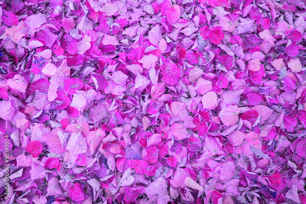 Pastel colored foliage in close-up in the autumnal season. This leaves are colored in pastel purple. The original foliage lies on the bottom in a public city park in Hamburg, Germany