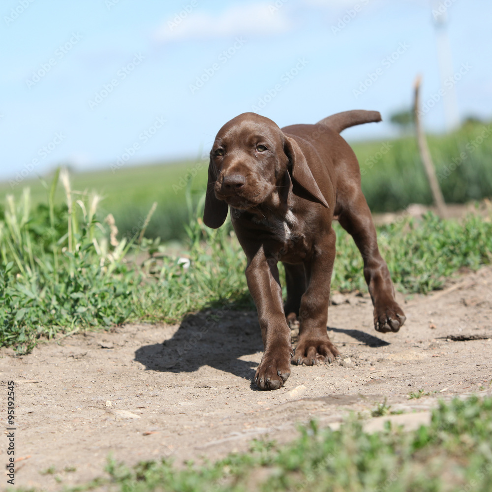 Puppy of German Shorthaired Pointer running