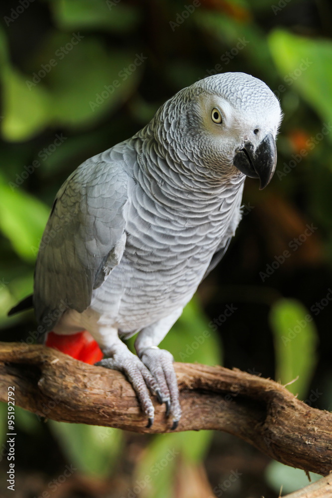 Obraz premium African Grey Parrot
