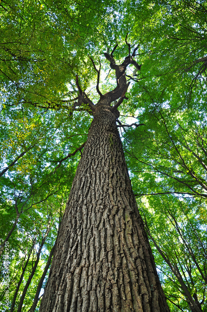 Naklejka premium Oak tree trunk forest.