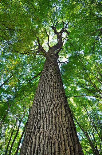 Oak tree trunk forest.
