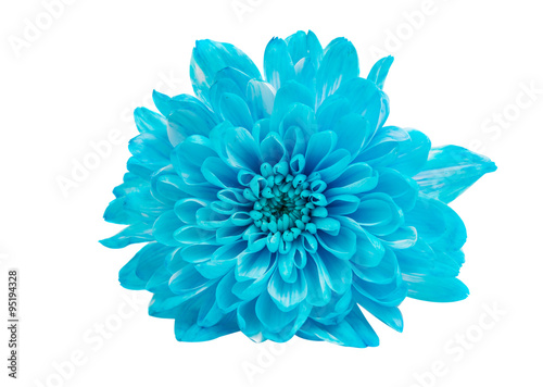 Blue Chrysanthemum Flower Isolated © ksena32