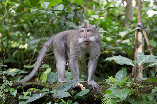 Long-tailed macaque (Macaca fascicularis) in Sacred Monkey Fores © frolova_elena