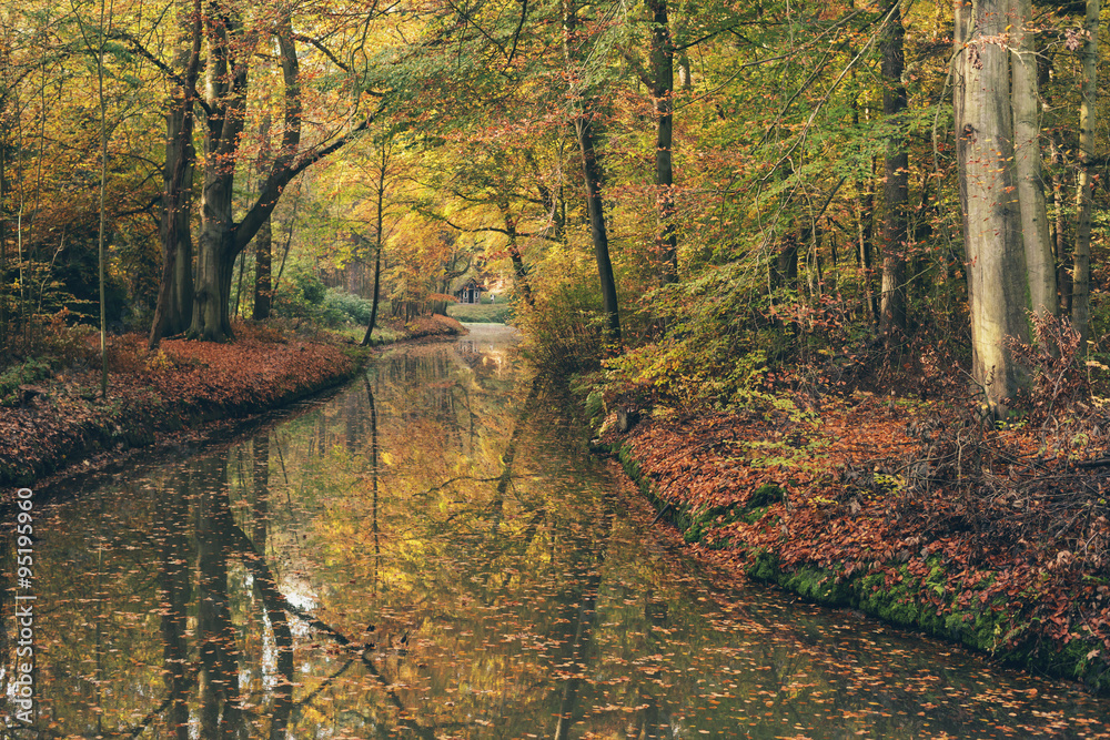 Autumn forest with little river.