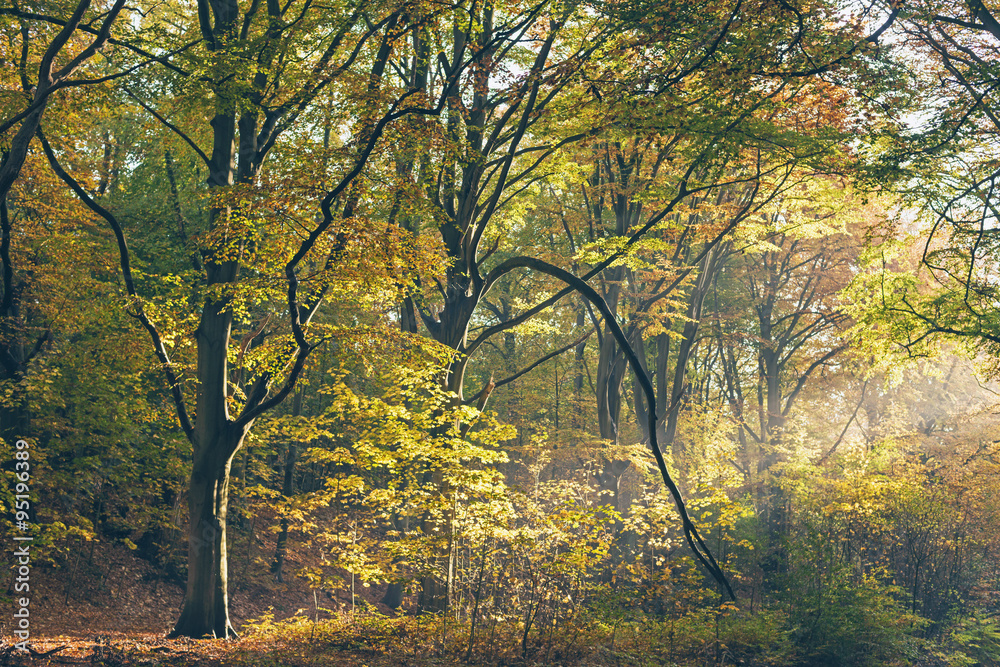 Obraz premium Ray of light in foggy autumn forest.