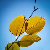 Bunter Herbstblätter in der Sonne