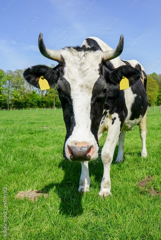 Schwarzbunte Kuh mit Hörnern auf einer Weide Stock Photo | Adobe Stock