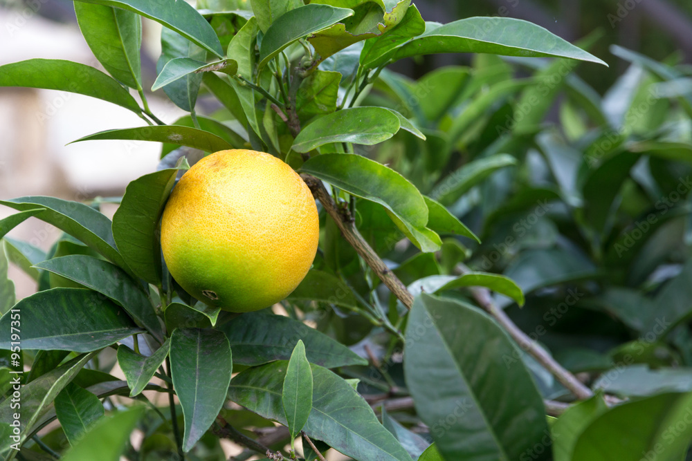 Oranges from Spain