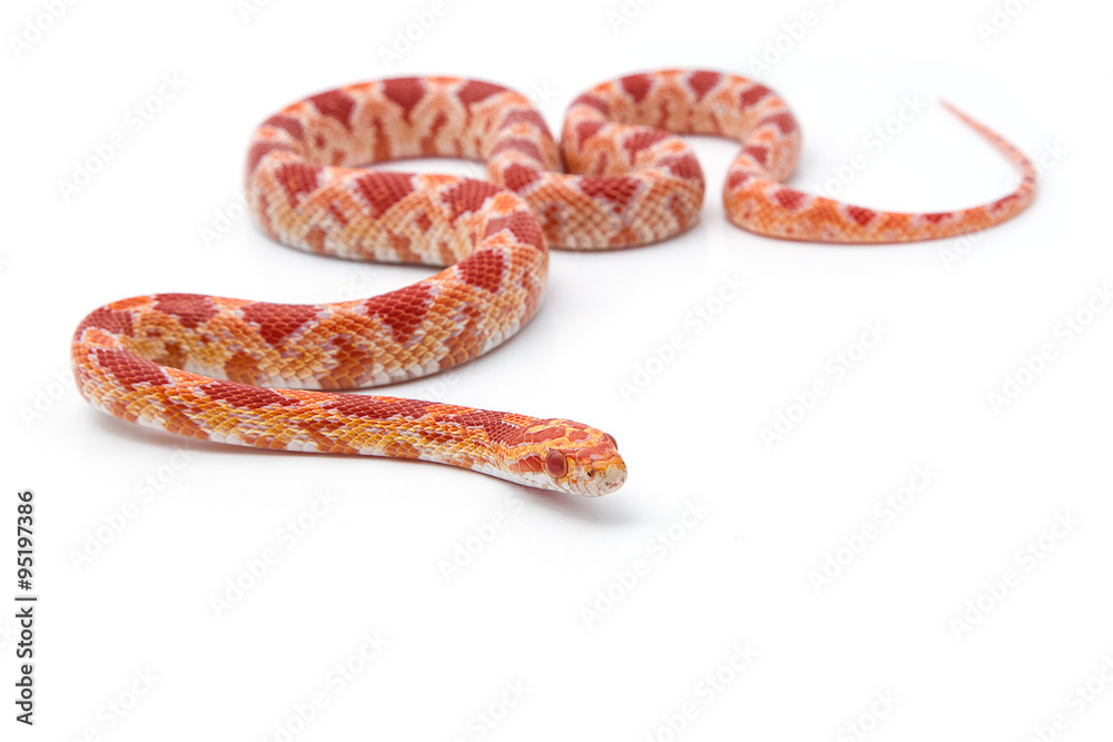 Fototapeta premium corn snake on a white background