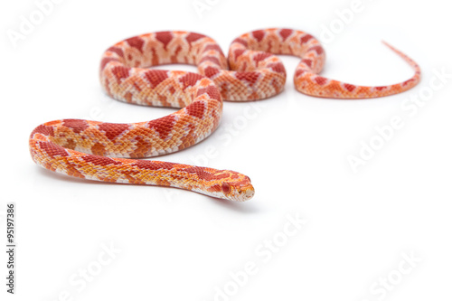 corn snake on a white background