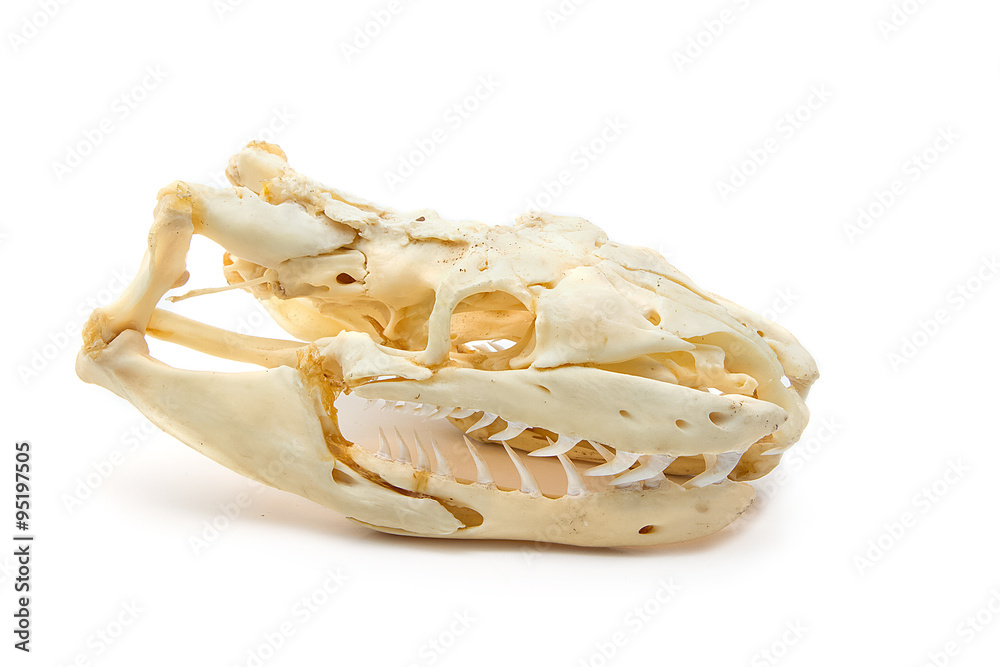 Naklejka premium Snake skull on white background