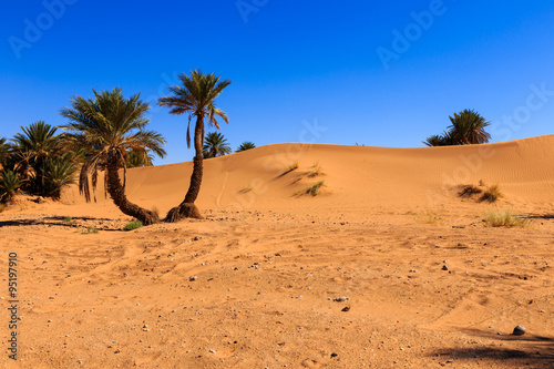 palm in the  desert 