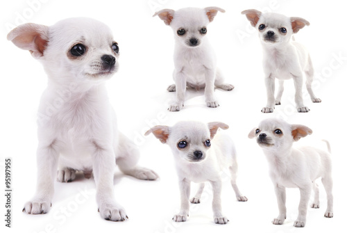 Adorable chihuahua dog isolated on white