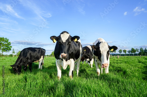 Schwarzbunte Rinder auf der Weide Fototapeta