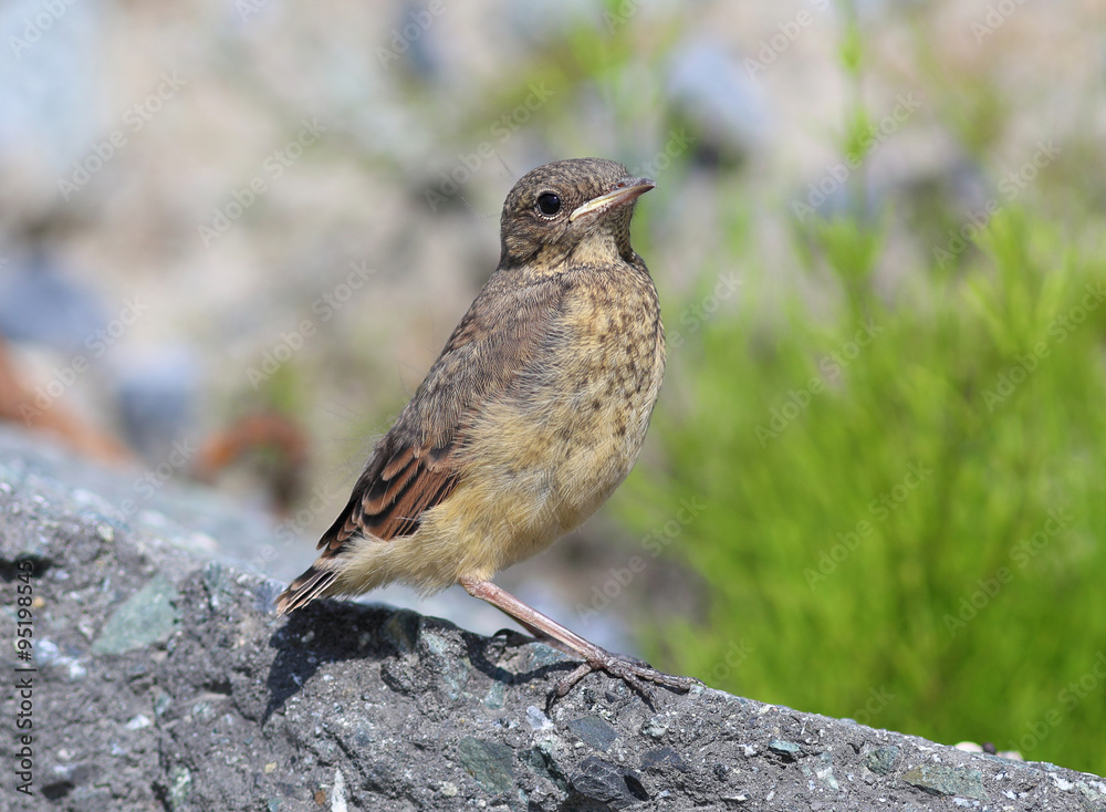 Anthus spinoletta Anthus spinoletta