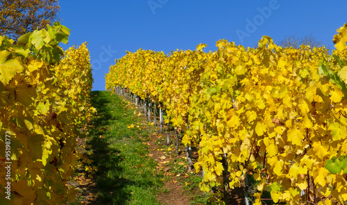 Weinstöcke im Herbst