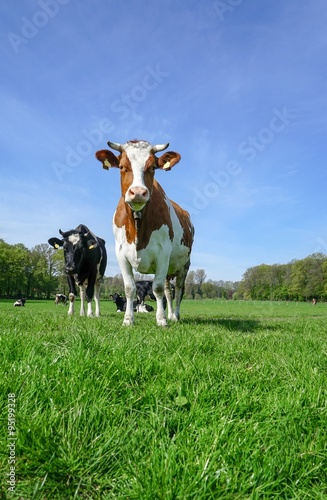 Rotbunte Kuh mit Hörnern auf einer Wiese © Countrypixel