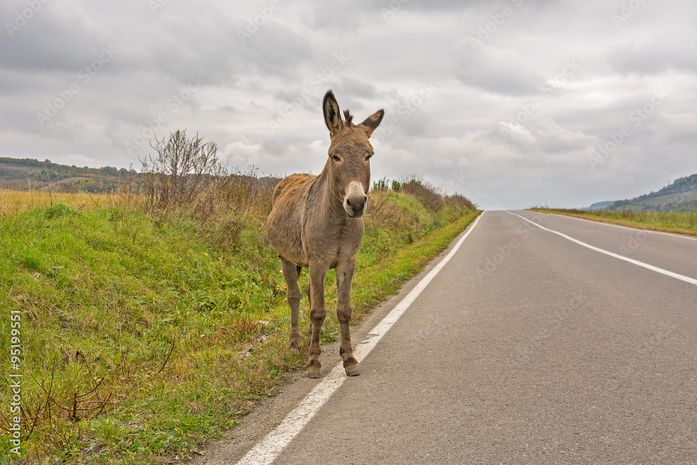 Lonely donkey walking on the highway on a cloudy autumn day. Concept for being lost, confused or loneliness Lonely donkey walking on the highway on a cloudy autumn day. Concept for being lost, confused or loneliness