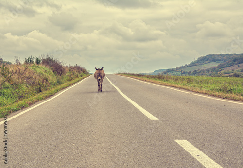 Vintage look of a lonely donkey walking on the highway on a cloudy autumn day. Concept for being lost  confused or loneliness