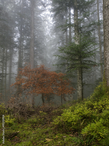 Autumnal forest in the fog, Herbstlicher Wald mit Nebel