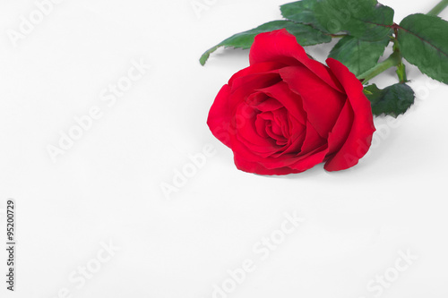 Fototapeta Naklejka Na Ścianę i Meble -  single red rose