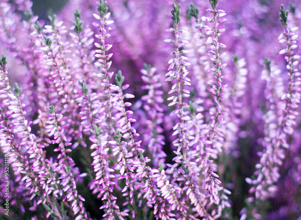 Obraz premium Beauty pink heather blossoming outdoor / botanic garden (color t