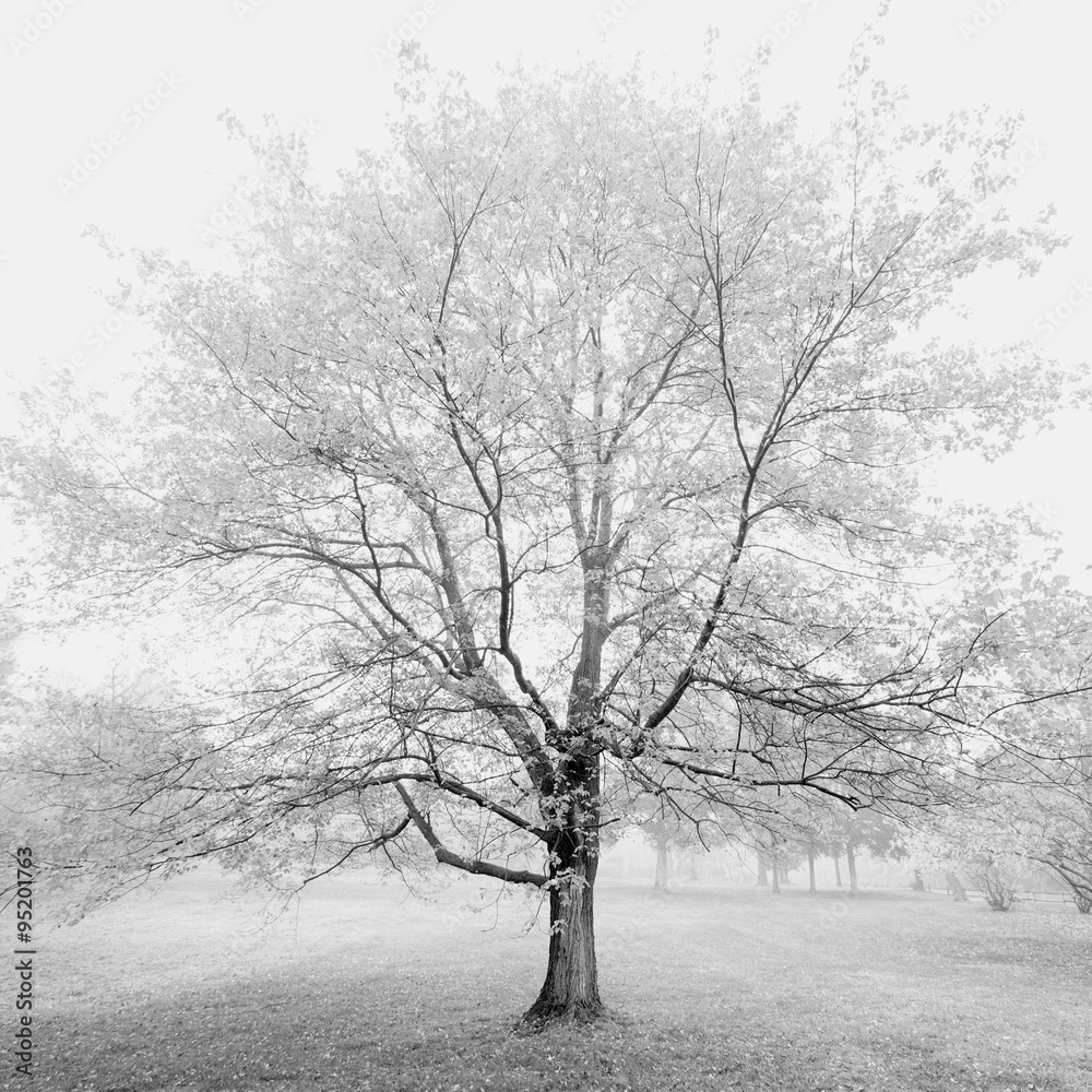 Tranquil Tree Tranquil Tree