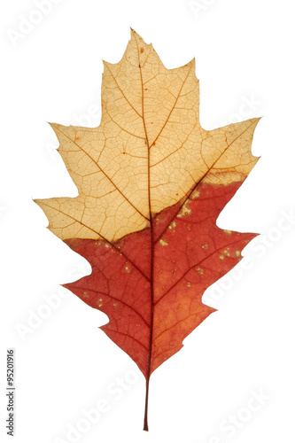 Autumn leaf. Colorful oak leaf isolated on white background.
