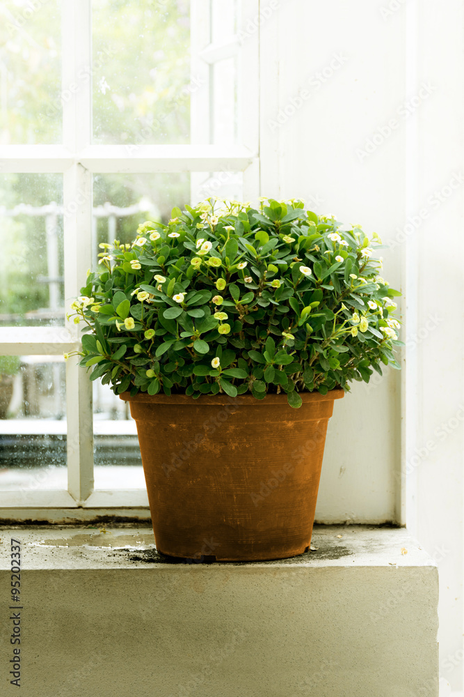 Plants in pots side window