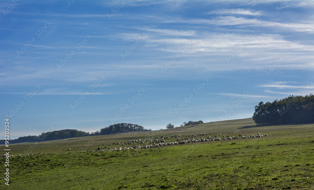 Flock of sheep grazing on a hill on a beautiful sunny day and the shepherd in the back